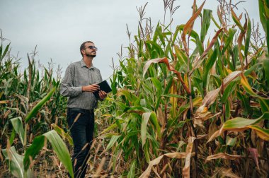 Yakışıklı tarımcı mısır tarlasında tablet dokunmatik bilgisayarını tutuyor ve hasat etmeden önce ekinleri inceliyor. Tarım sektörü konsepti. Tarım mühendisi elinde tabletle mısır tarlasında duruyor..