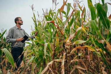 Yakışıklı tarımcı mısır tarlasında tablet dokunmatik bilgisayarını tutuyor ve hasat etmeden önce ekinleri inceliyor. Tarım sektörü konsepti. Tarım mühendisi elinde tabletle mısır tarlasında duruyor..