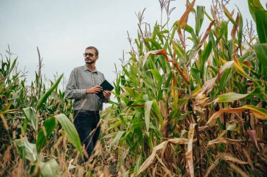 Yakışıklı tarımcı mısır tarlasında tablet dokunmatik bilgisayarını tutuyor ve hasat etmeden önce ekinleri inceliyor. Tarım sektörü konsepti. Tarım mühendisi elinde tabletle mısır tarlasında duruyor..