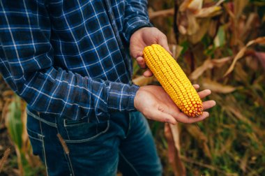 Yakışıklı tarımcı mısır tarlasında tablet dokunmatik bilgisayarını tutuyor ve hasat etmeden önce ekinleri inceliyor. Tarım sektörü konsepti. Tarım mühendisi elinde tabletle mısır tarlasında duruyor..