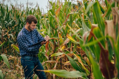 Yakışıklı tarımcı mısır tarlasında tablet dokunmatik bilgisayarını tutuyor ve hasat etmeden önce ekinleri inceliyor. Tarım sektörü konsepti. Tarım mühendisi elinde tabletle mısır tarlasında duruyor..