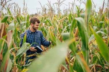 Yakışıklı tarımcı mısır tarlasında tablet dokunmatik bilgisayarını tutuyor ve hasat etmeden önce ekinleri inceliyor. Tarım sektörü konsepti. Tarım mühendisi elinde tabletle mısır tarlasında duruyor..