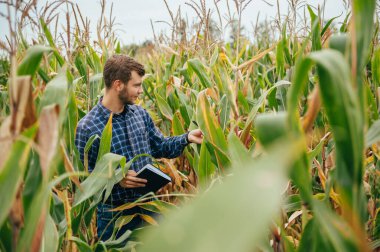 Yakışıklı tarımcı mısır tarlasında tablet dokunmatik bilgisayarını tutuyor ve hasat etmeden önce ekinleri inceliyor. Tarım sektörü konsepti. Tarım mühendisi elinde tabletle mısır tarlasında duruyor..