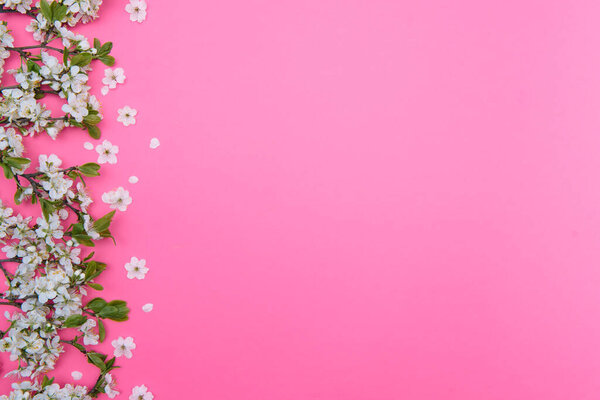 фото весеннего белого цветущего вишневого дерева на розовом фоне. Вид сверху, плоская кладка
