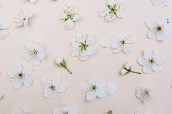 White pastel spring flower on color background . Cherry blossom flower illustration. spring and summer background. Top view