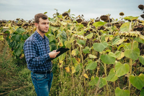 Agrónomo Guapo Sostiene Tableta Táctil Ordenador Campo Girasol Examinar Los — Foto de Stock