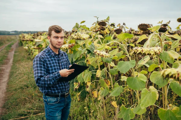 Agrónomo Guapo Sostiene Tableta Táctil Ordenador Campo Girasol Examinar Los — Foto de Stock