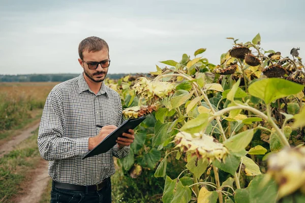 Yakışıklı Tarım Uzmanı Ayçiçeği Tarlasında Tablet Dokunmatik Bilgisayarını Tutuyor Hasat — Stok fotoğraf