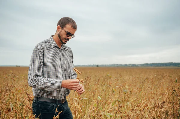 Agrónomo Guapo Sostiene Tableta Táctil Ordenador Campo Soja Examinar Los — Foto de Stock