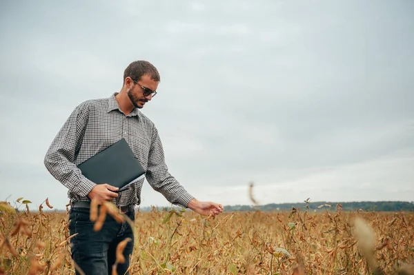 Bonito Agrônomo Detém Tablet Touch Pad Computador Campo Soja Examinar — Fotografia de Stock