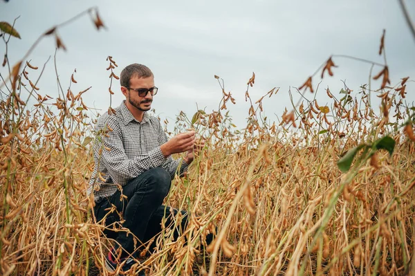 Agrónomo Guapo Sostiene Tableta Táctil Ordenador Campo Soja Examinar Los — Foto de Stock