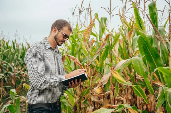 ハンサムな農学者はトウモロコシ畑にタブレットタッチパッドコンピュータを持ち収穫前に作物を調べます 農業ビジネスの概念 農業技術者がタブレットを持ってトウモロコシ畑に立ち — ストック写真