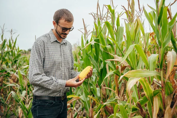 Jóképű Agronómus Tartja Tabletta Érintőpad Számítógép Kukorica Területen Megvizsgálja Növények — Stock Fotó