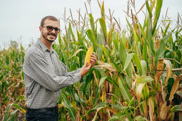 Jóképű Agronómus Tartja Tabletta Érintőpad Számítógép Kukorica Területen Megvizsgálja Növények — Stock Fotó