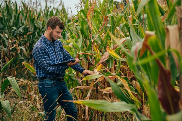 Jóképű Agronómus Tartja Tabletta Érintőpad Számítógép Kukorica Területen Megvizsgálja Növények — Stock Fotó