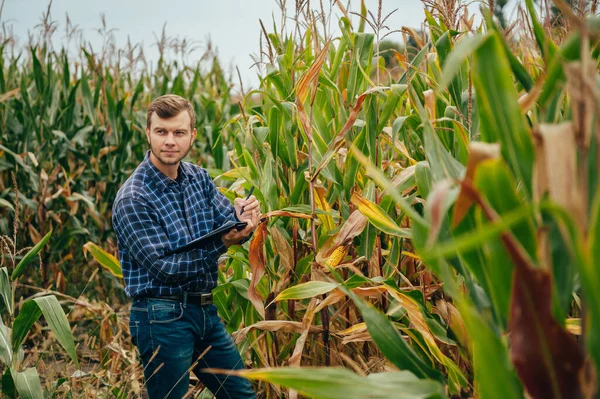 Bello Agronomo Tiene Tablet Touch Pad Computer Nel Campo Mais — Foto Stock