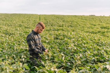 Agronomist tarlada yetişen soya fasulyesi ekinlerini inceliyor. Tarım üretim konsepti. Genç tarımcı yazın tarlada soya fasulyesi mahsulünü inceliyor. Soya tarlasında çiftçi