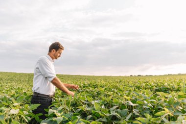 Soya tarlasında duran genç çiftçinin portresi..