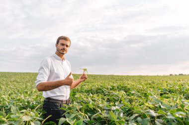 Agronomist tarlada yetişen soya fasulyesi ekinlerini inceliyor. Tarım üretim konsepti. Genç tarımcı yazın tarlada soya fasulyesi mahsulünü inceliyor. Soya tarlasında çiftçi