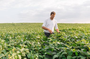 Agronomist tarlada yetişen soya fasulyesi ekinlerini inceliyor. Tarım üretim konsepti. Genç tarımcı yazın tarlada soya fasulyesi mahsulünü inceliyor. Soya tarlasında çiftçi