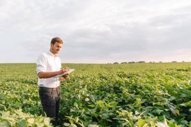 Agronomist tarlada yetişen soya fasulyesi ekinlerini inceliyor. Tarım üretim konsepti. Genç tarımcı yazın tarlada soya fasulyesi mahsulünü inceliyor. Soya tarlasında çiftçi