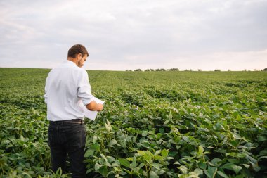 Agronomist tarlada yetişen soya fasulyesi ekinlerini inceliyor. Tarım üretim konsepti. Genç tarımcı yazın tarlada soya fasulyesi mahsulünü inceliyor. Soya tarlasında çiftçi