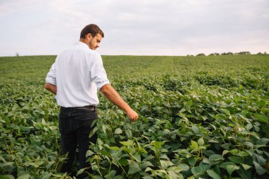 Agronomist tarlada yetişen soya fasulyesi ekinlerini inceliyor. Tarım üretim konsepti. Genç tarımcı yazın tarlada soya fasulyesi mahsulünü inceliyor. Soya tarlasında çiftçi