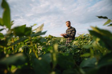 Agronomist tarlada yetişen soya fasulyesi ekinlerini inceliyor. Tarım üretim konsepti. Genç tarımcı yazın tarlada soya fasulyesi mahsulünü inceliyor. Soya tarlasında çiftçi
