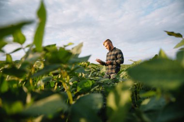 Agronomist tarlada yetişen soya fasulyesi ekinlerini inceliyor. Tarım üretim konsepti. Genç tarımcı yazın tarlada soya fasulyesi mahsulünü inceliyor. Soya tarlasında çiftçi