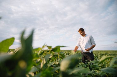 Agronomist tarlada yetişen soya fasulyesi ekinlerini inceliyor. Tarım üretim konsepti. Genç tarımcı yazın tarlada soya fasulyesi mahsulünü inceliyor. Soya tarlasında çiftçi