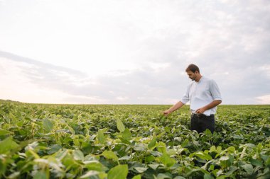 Agronomist tarlada yetişen soya fasulyesi ekinlerini inceliyor. Tarım üretim konsepti. Genç tarımcı yazın tarlada soya fasulyesi mahsulünü inceliyor. Soya tarlasında çiftçi