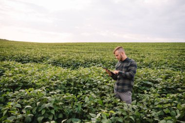 Agronomist tarlada yetişen soya fasulyesi ekinlerini inceliyor. Tarım üretim konsepti. Genç tarımcı yazın tarlada soya fasulyesi mahsulünü inceliyor. Soya tarlasında çiftçi