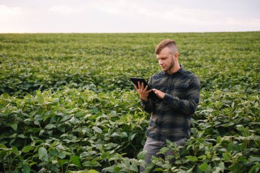 Agronomist tarlada yetişen soya fasulyesi ekinlerini inceliyor. Tarım üretim konsepti. Genç tarımcı yazın tarlada soya fasulyesi mahsulünü inceliyor. Soya tarlasında çiftçi