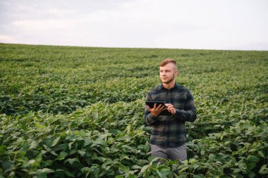 Agronomist tarlada yetişen soya fasulyesi ekinlerini inceliyor. Tarım üretim konsepti. Genç tarımcı yazın tarlada soya fasulyesi mahsulünü inceliyor. Soya tarlasında çiftçi