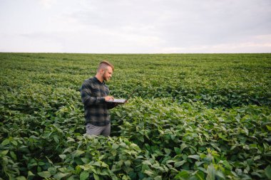 Agronomist tarlada yetişen soya fasulyesi ekinlerini inceliyor. Tarım üretim konsepti. Genç tarımcı yazın tarlada soya fasulyesi mahsulünü inceliyor. Soya tarlasında çiftçi