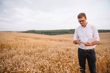 Çatlamış toprak ve soya fasulyesi tarlası. Ziraatte kuraklık. Çatlamış toprakla soya tarlasında kuraklığın en üst görüntüsü.