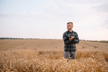 Çatlamış toprak ve soya fasulyesi tarlası. Ziraatte kuraklık. Çatlamış toprakla soya tarlasında kuraklığın en üst görüntüsü.