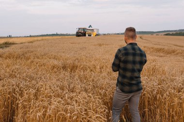 Buğday tarlasında dizüstü bilgisayarı olan genç ve çekici bir çiftçi ve arka planda hasat makinası.