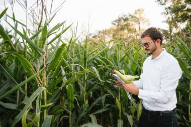 Kameraya gülümseyen bir çiftçinin portresi, mısır tarlasına bakıyor ve kontrol ediyor, yeşillikler arka planda. Kavram: ekoloji, mısır, biyolojik ürün, teftiş, su, doğal ürünler, profesyonel, çevre.