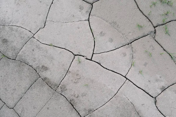 Gris Agrietado Tierra Tierra Sequía Desastre Causa Cambio Climático Calentamiento —  Fotos de Stock