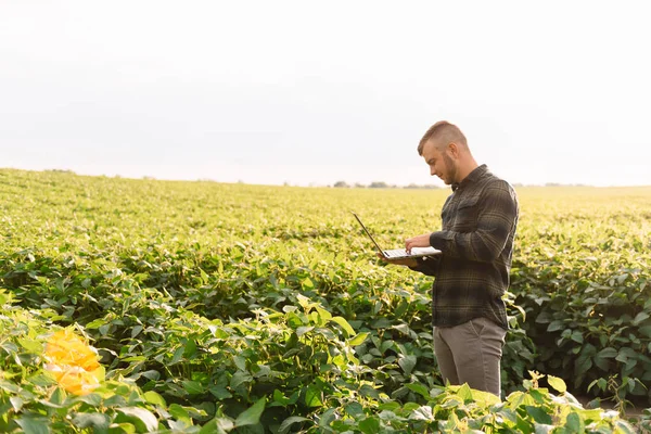 Agronomist Tarlada Yetişen Soya Fasulyesi Ekinlerini Inceliyor Tarım Üretim Konsepti — Stok fotoğraf