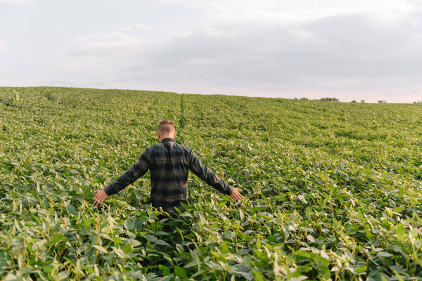 Agronomist inspecting soya bean crops growing in the farm field. Agriculture production concept. young agronomist examines soybean crop on field in summer. Farmer on soybean field