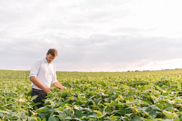 Young farmer in filed examining soybean corp. He is thumbs up.
