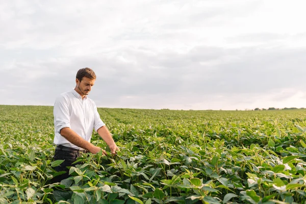 농학자는 밭에서 자라는 재배하는 조사한다 농학자는 여름에 밭에서의 수확을 검사한다 — 스톡 사진