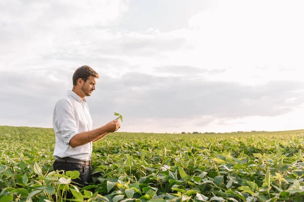 Retrato Joven Agricultor Pie Campo Soja — Foto de Stock