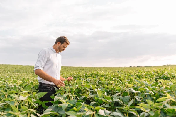 Agronomista Který Kontroluje Pěstování Sójových Bobů Poli Koncept Zemědělské Produkce — Stock fotografie