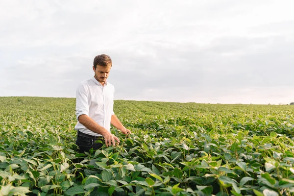 Retrato Joven Agricultor Pie Campo Soja — Foto de Stock