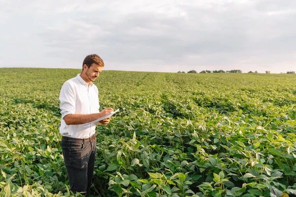 Agronomista Který Kontroluje Pěstování Sójových Bobů Poli Koncept Zemědělské Produkce — Stock fotografie