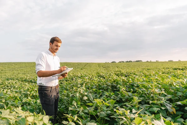 Agronomist Tarlada Yetişen Soya Fasulyesi Ekinlerini Inceliyor Tarım Üretim Konsepti — Stok fotoğraf