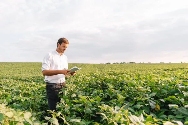 Agronomist Tarlada Yetişen Soya Fasulyesi Ekinlerini Inceliyor Tarım Üretim Konsepti — Stok fotoğraf